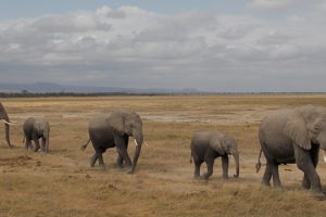 Amboseli, Kenya