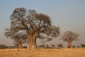 Tarangire, Tanzania